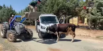 Gaziantep'te 'kurban yakalama timi' kaçan danayı yakaladı