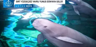 Video: Yangtze Sırt Yüzgeçsiz Yunusu Fujiu 'F9c22' Kod Adı Verilen Bir Yavru Dünyaya Getirdi