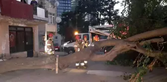 Kadıköy'de dut ağacı kökünden koparak devrildi