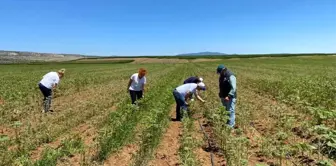 Eskişehir'de çayır tırtılı istilası