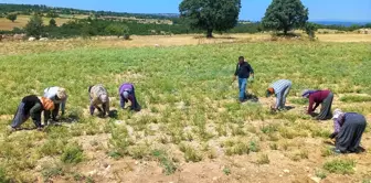 Kekik üreticileri oluşan fiyattan memnun kalmadı