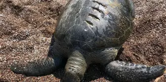 Ölü caretta caretta kıyıya vurdu