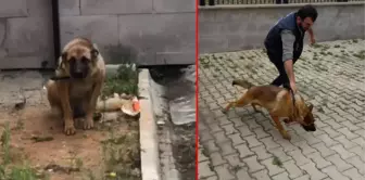 Arbedede bekçiyi ısıran köpeğe 2 gün gözaltı! Soruşturmada 'silah' olarak nitelendirildi