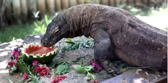 İsrail'deki Komodo Ejderinin 12. Yaş Günü Kutlandı