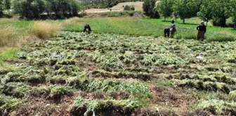 Karbasan köyündeki adaçayı üretimi 75 tona ulaştı