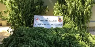 Isparta haberleri... Isparta'da tarlada 242 kök kenevir ele geçirildi, 5 kişi yakalandı