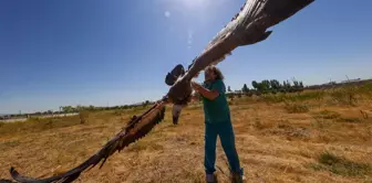 Son dakika haberi | Hakkari'de yaralı ve bitkin halde bulunan iki akbaba Van'da tedavi ediliyor