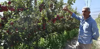 NİĞDE ELMASI YURT DIŞINA İHRAÇ EDİLİYOR