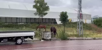 Avcılar'da vatandaşlar başıboş dolaşan atlarla ilgili çözüm bekliyor