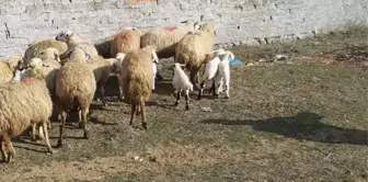 Ağılda bıraktıkları koyunlara bakmaya dönen çiftlik sahipleri, içeride ürkütücü manzarayla karşılaştı