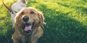 Trabzon'da sahipli köpekler için alınan karara hayvanseverlerden tepki