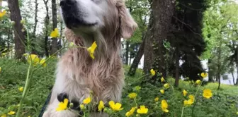 Trabzon'da sahipli köpeklere 'ağızlık' kararı geri çekildi