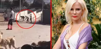 Ömür Gedik, Konya'daki köpek katliamı için avukatlara seslendi: Meslekten olma pahasına şüpheliler için ceza isteyin