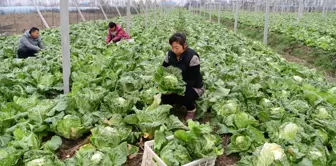 Çin'de Soğuk Hava Dalgası Ortasında Sebze Hasadı