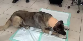 Yılan sokması sonucu kafasında tümör oluşan köpek yaşam mücadelesi veriyor