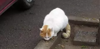 Kadıköy'de toplu kedi ölümleri hayvanseverler tarafından protesto edildi