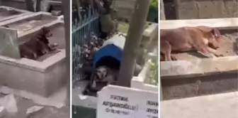 Yer: İstanbul! Şehit Mezarlığı adeta köpek sürülerine terk edildi