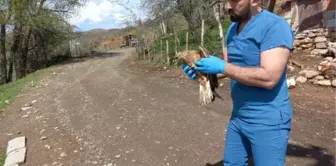 Bingöl'de Yaralı Şahin Tedavi Altına Alındı