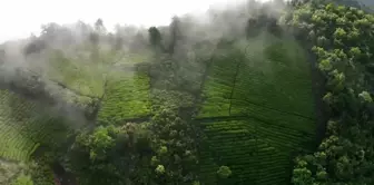 Çin'in Anhui Eyaletindeki Sis Kaplı Çay Tarlasının Muhteşem Manzarası