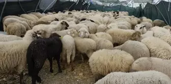 Kurban Bayramı'nda hayvan fiyatları ne kadar olacak? Küçükbaş asgari ücretle yarışıyor