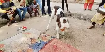 Çift başlı doğan buzağı kasaba halkını şaşırttı! Gözlerinin önünden ayırmıyorlar