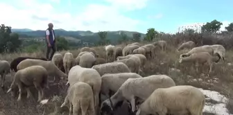 Hayvancılık yapmak zorlaşıyor: Kurban fiyatları vatandaşa pahalı geliyor