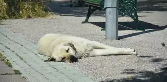 Eskişehir'de sahipsiz köpekler paniği