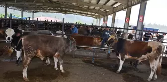 Sinop'ta Boyabat Hayvan Pazarı Kurban Bayramı için açıldı