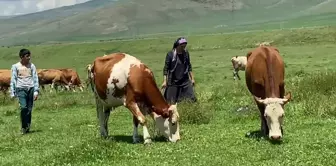 Ardahan Ziraat Odası Başkanı, şap hastalığı nedeniyle ölen hayvanlar için tazminat istedi