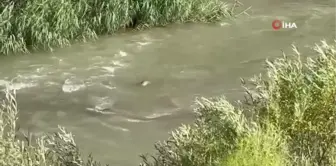 Nesli tükenme tehlikesi altında olan su samurları Hakkari'de görüntülendi