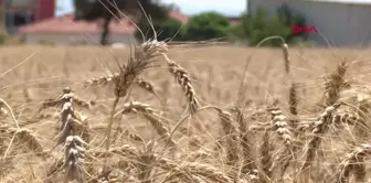 İZMİR İÇİN 'BOTANİK TURİZM ROTASI OLUŞTURMA' ÖNERİSİ