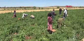 Kilis'te Domates Hasadı Başladı