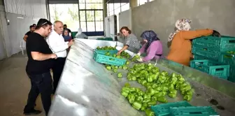 Yenişehir Belediyesi Sebze İşleme ve Paketleme Tesislerine Yeni Makineler Kazandırdı