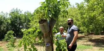 Şırnak'ta Ceviz Ağaçlarına Yapılan Aşılama ile Verim Artırılıyor