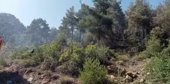 Sakarya'nın Taraklı ilçesinde orman yangını çıktı