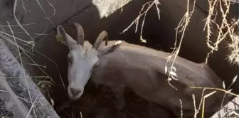 Kuyuya düşen keçi itfaiye ekipleri tarafından kurtarıldı