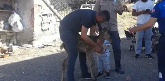 Ankara'da Geyik Yavrusu Doğaya Salındı