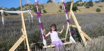 Amasya'da Lavanta Hasat Şenliği Düzenlendi