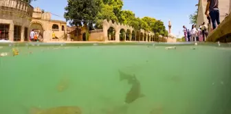 Şanlıurfa'daki Tarihi Balıklıgöl, Turistlerin Gözdesi