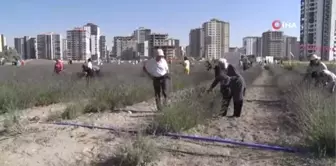 Keçiören'deki Lavanta ve Gül Bahçesi'nde hasat yapıldı