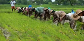 Myanmar'da Çiftçiler Muson Hasadı İçin Hazırlık Yapıyor