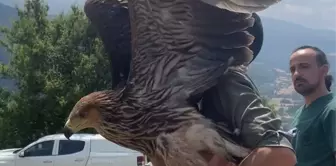 Bolu'da Yaralı Şah Kartalı Tedavi Edilerek Doğal Yaşam Alanına Bırakıldı