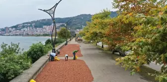 Giresun'da Fındık Üreticileri Sahil Kenarında Kurutma Yapıyor