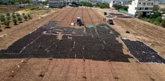 Kilis'te üzüm hasadı ve kurutma işlemi başladı