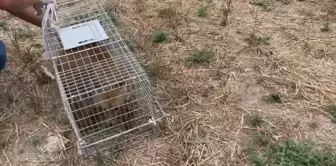 Bolu'da Yaralı Halde Bulunan Tilkiler Tedavi Edildi