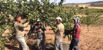 'Yeşil Altın' Antep Fıstığı Hasadı Başladı