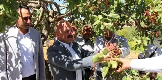 Adıyaman'da Antep Fıstığı Hasadı Başladı