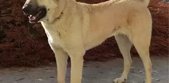 OMÜ Veteriner Fakültesi'nden Kangal Köpekleri İçin Desteklenen Proje