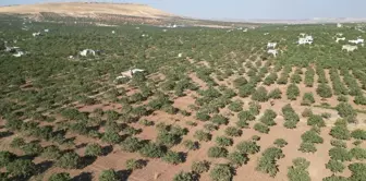 Şanlıurfa'da Fıstık Hasadı Etkinliği Düzenlendi