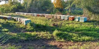 Şırnak'ta Organik ve Doğal Bal Hasadı Başladı